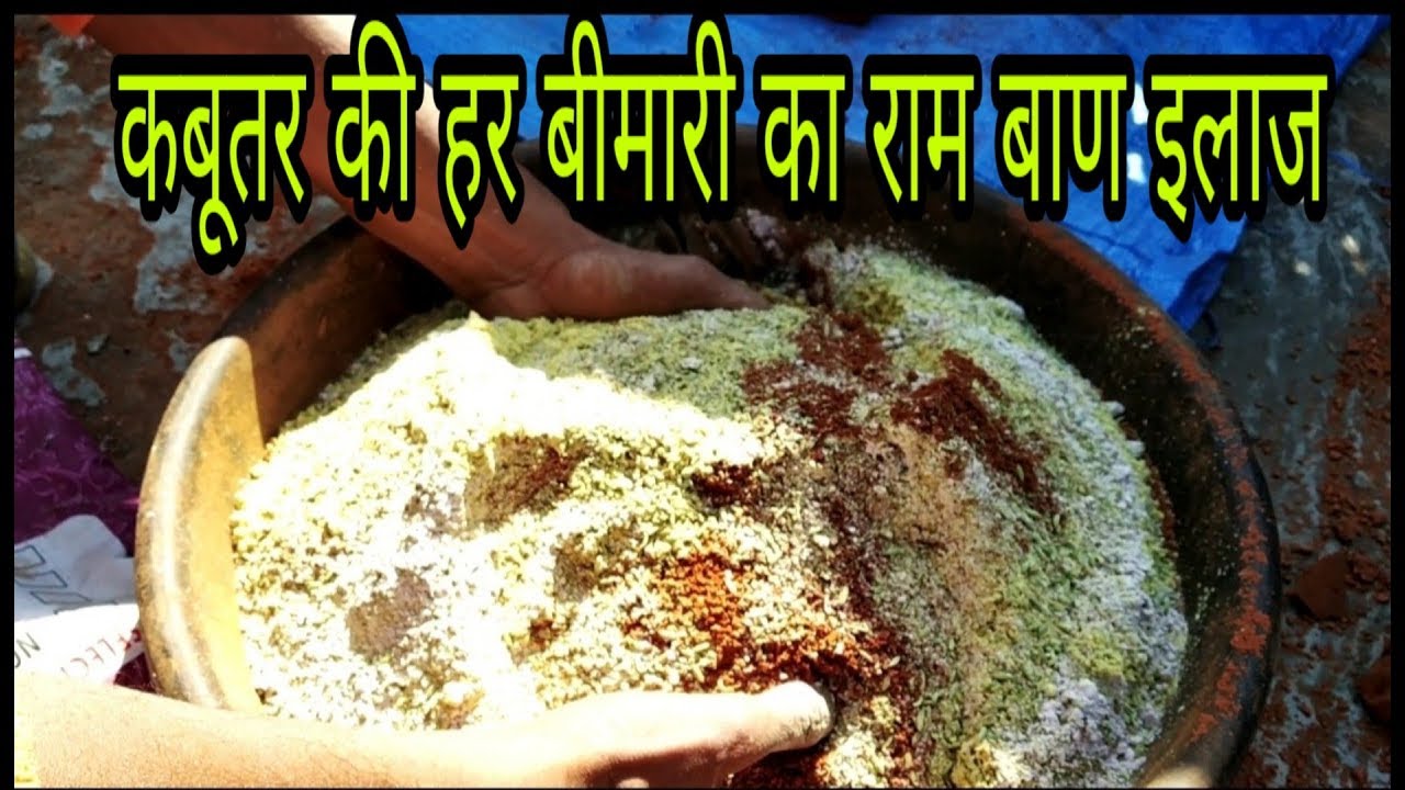 कबूतर की हर बीमारी का राम बाण इलाज