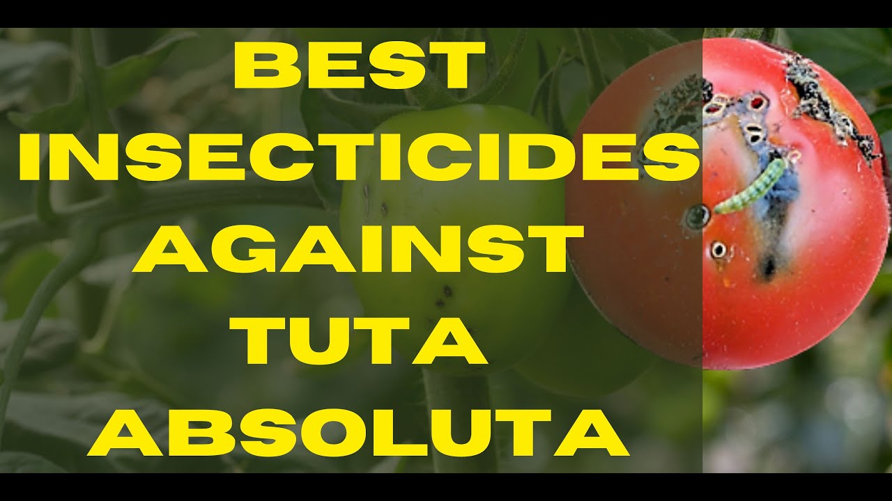 Лучшие инсектициды против Tuta Absoluta &mdash; единственное рабочее решение