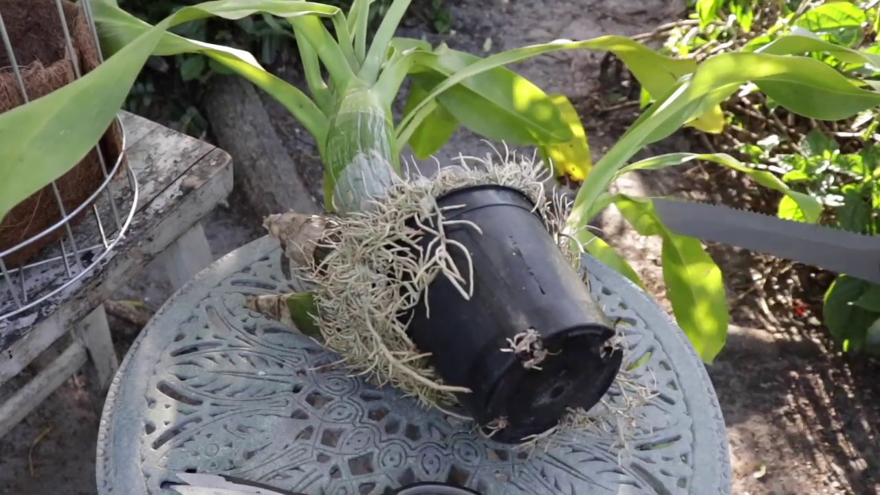 DANGEROUS OVERGROWN MONSTER REPOT - Grammatophyllum Leopard