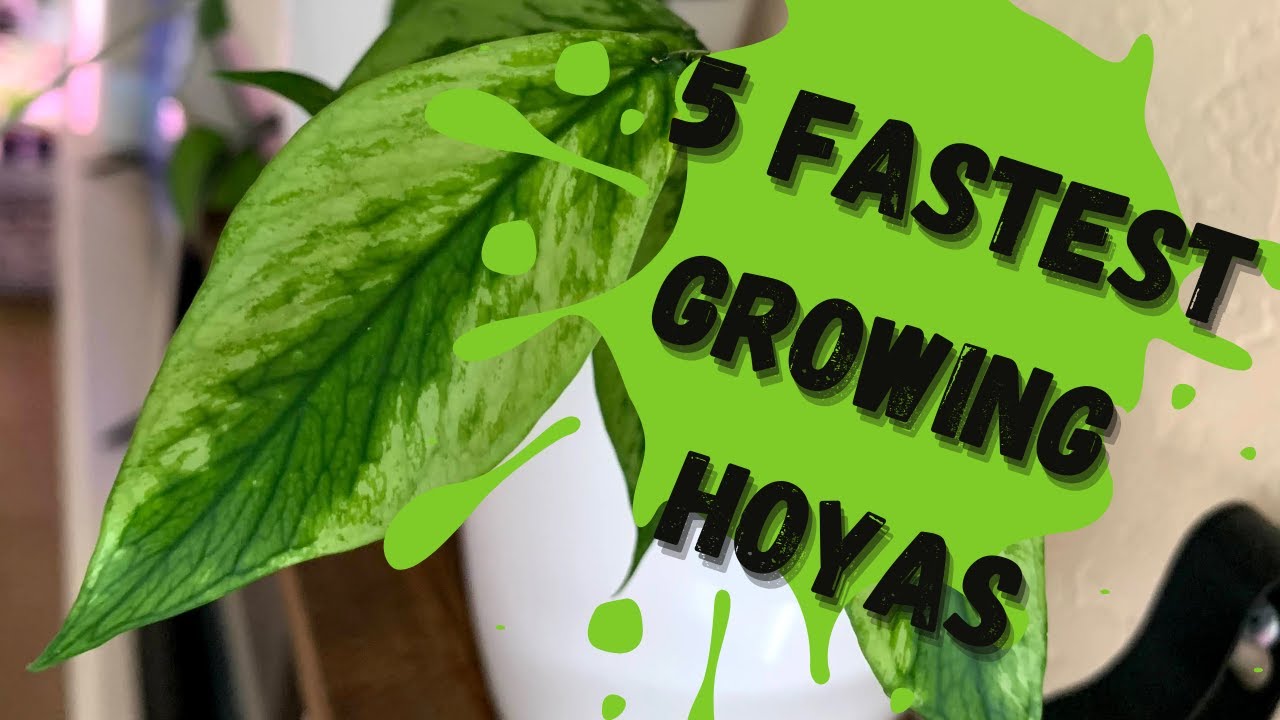 5 Fastest Growing Hoyas In My Collection/ Fast Growing Hoyas