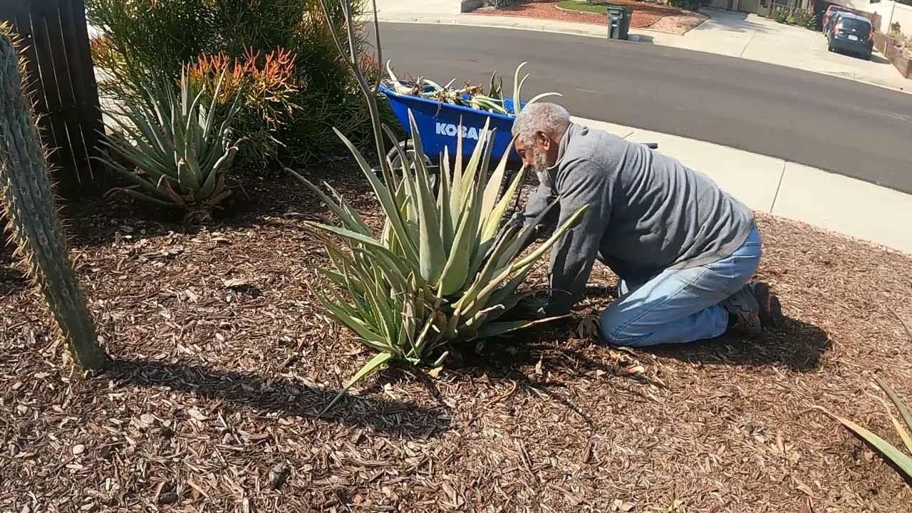 Front yard makeover