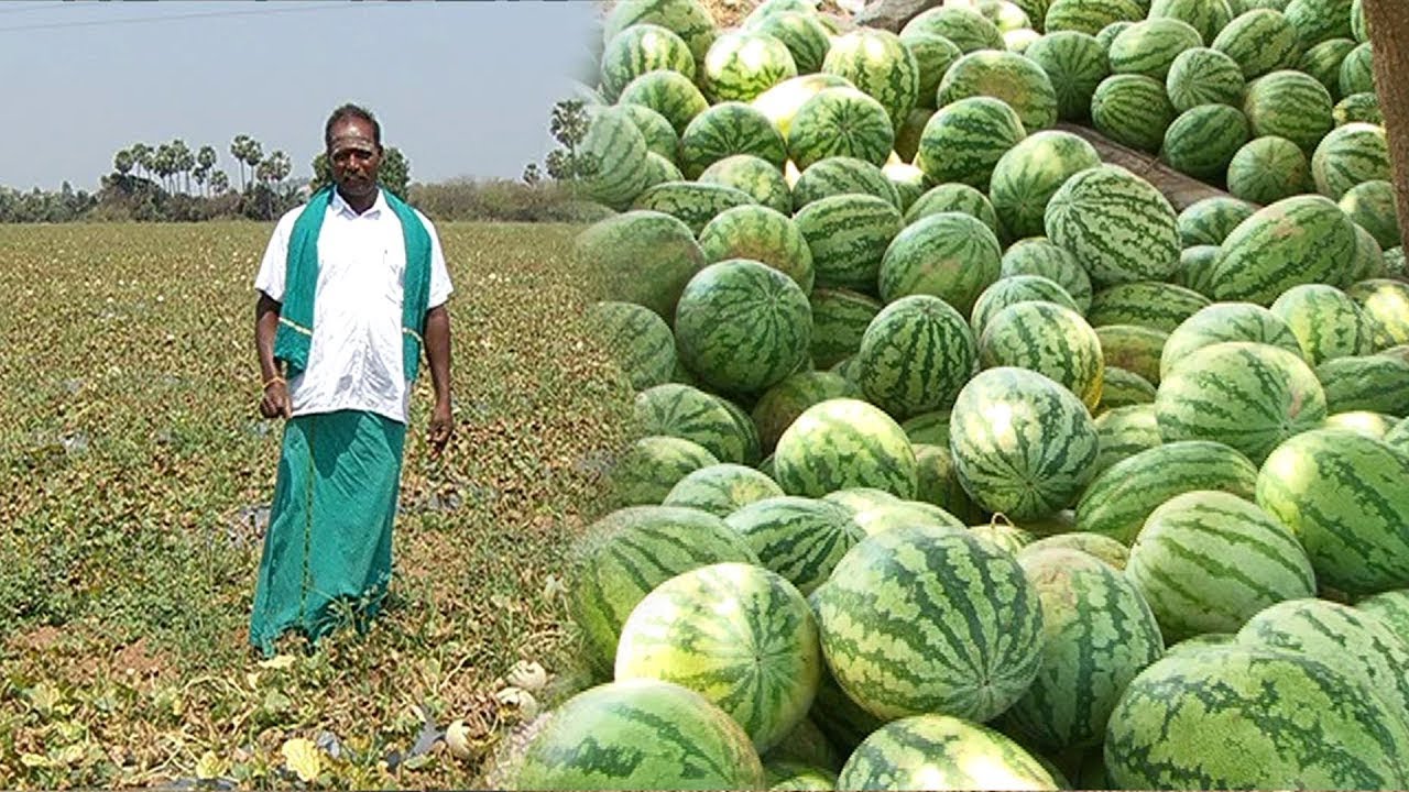 வியாபாரிகள் தேடி வந்த வாங்கும் 'செய்யூர் தர்பூசணி' பழம் | Malarum Bhoomi