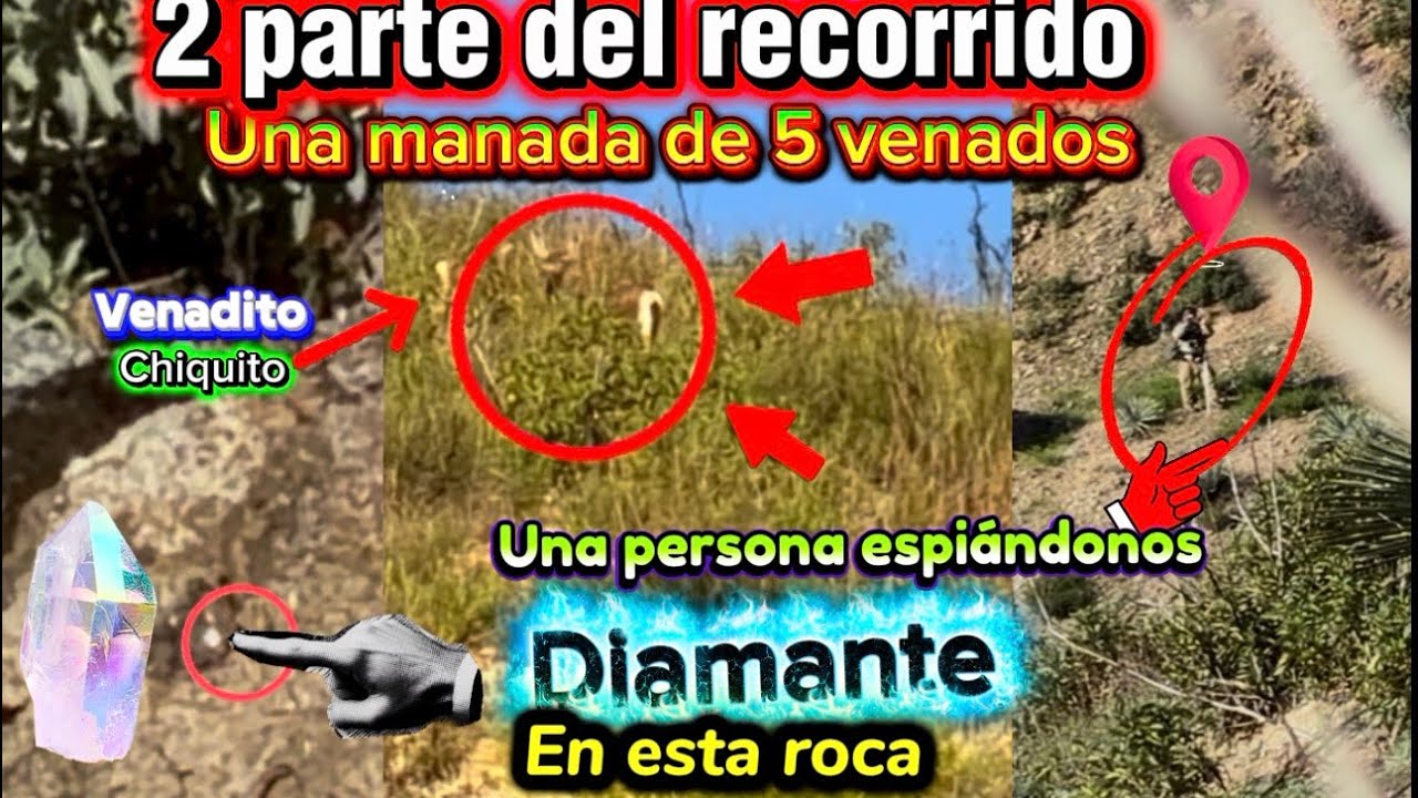 Persona espiándome en esta montaña 5 venados encontré en la roca encontré una sorpresa 