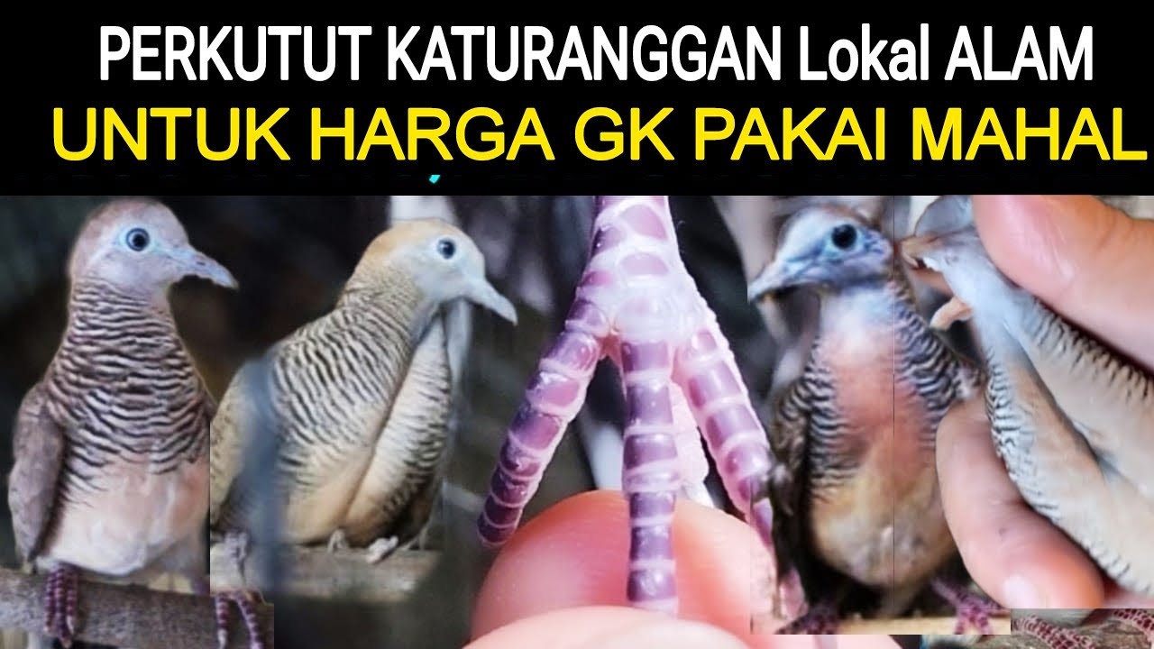 GUDANG PERKUTUT KATURANGGAN BANYU MILI, SRI TUMPOK,GENDO SABDO, SARTIO WILIS Di Pasar Burung Pramuka