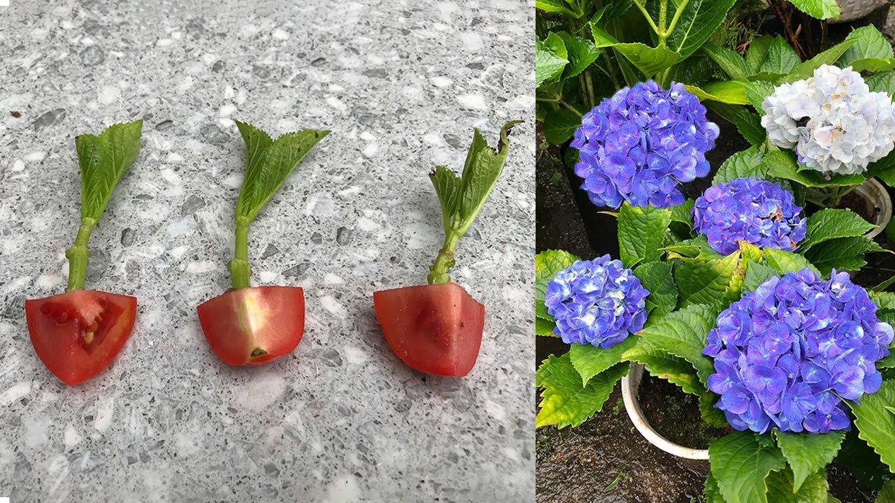New tips for breeding Hydrangea that take root very quickly