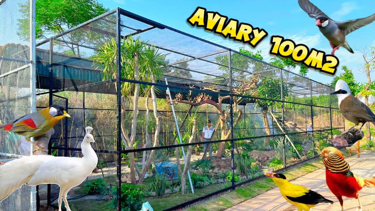 Chiêm Ngưỡng Aviary 100m2 với Cây Lớn & Thả những loài chim đặc biệt vào chuồng nuôi || Đạt Bird TV