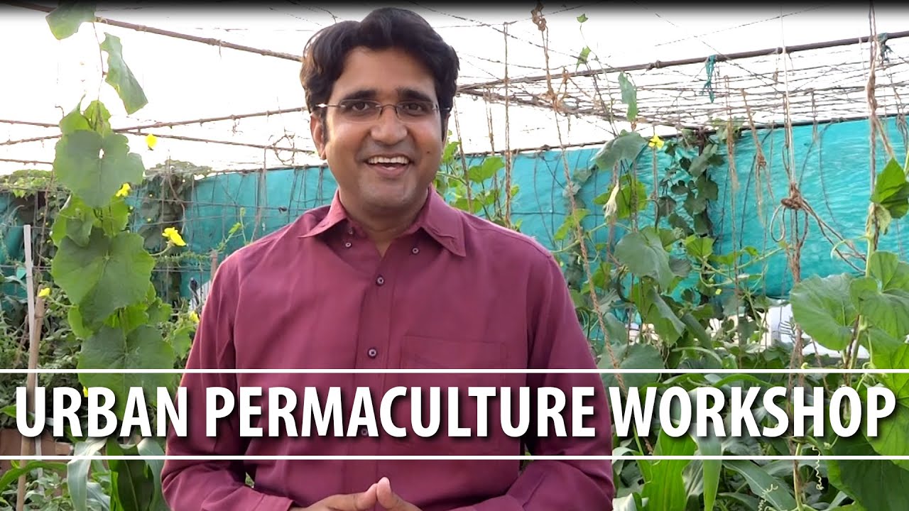 Urban Permaculture Workshops!