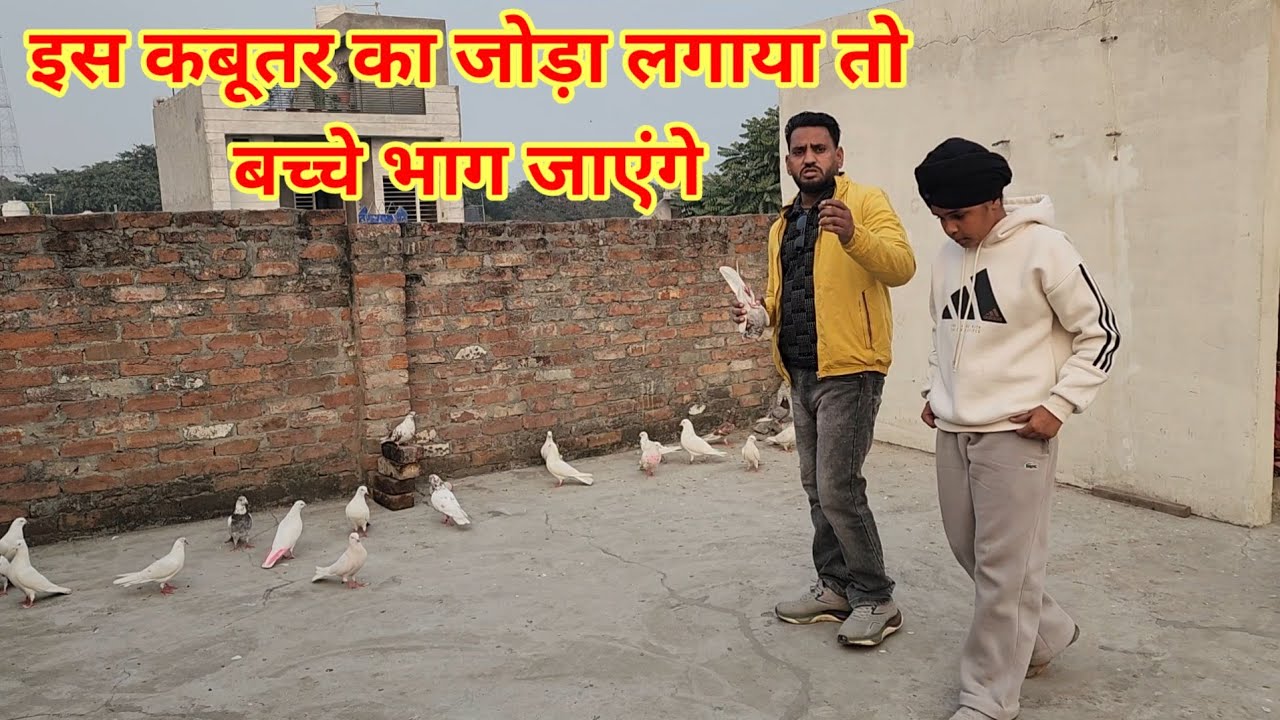 Is kabutar ka Joda Lagaya To Bache Bhag jayege