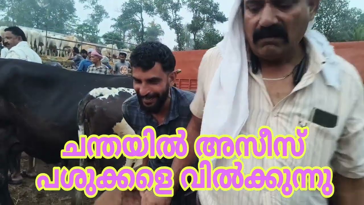 പെരുമ്പിലാവ് കന്നുകാലി ചന്ത അസീസ് പശുക്കളെ വിൽക്കുന്ന നൗഷാദ് കന്നുകാലികളെ വാങ്ങുന്നു 