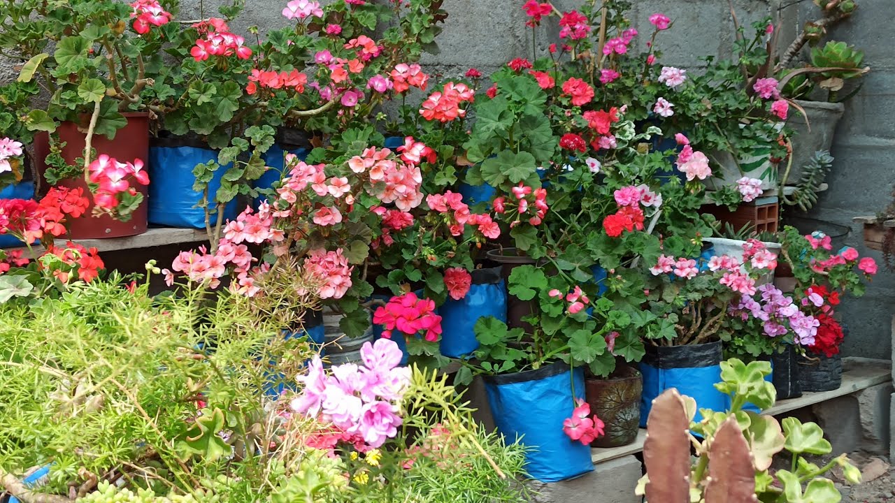 Mi colección de GERANIOS empezaron a florecer /My collection of geraniums a lready started to bloom