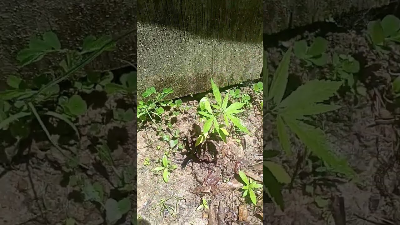 ruderalis cannabis plant it's a female