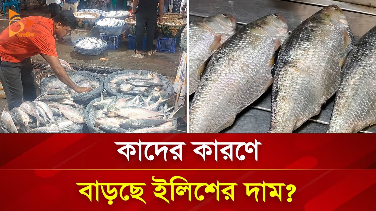 ইলিশের দাম বৃদ্ধির নেপথ্যে কারা? | Nagorik TV