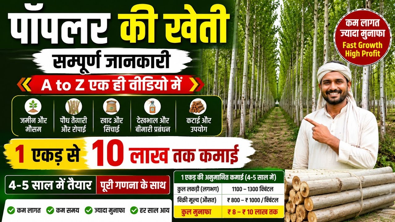 ​पॉपुलर की खेती से कम समय में बनें लखपति!Poplar Farming Full Details (A to Z) 🌳💰#agro_no1 #tree W111