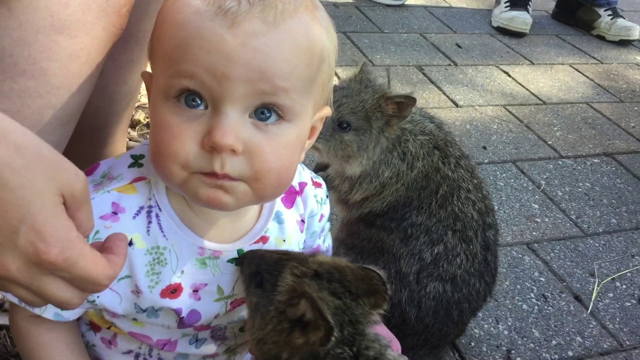 QUOKKA by John Hinton, live at Adelaide Zoo