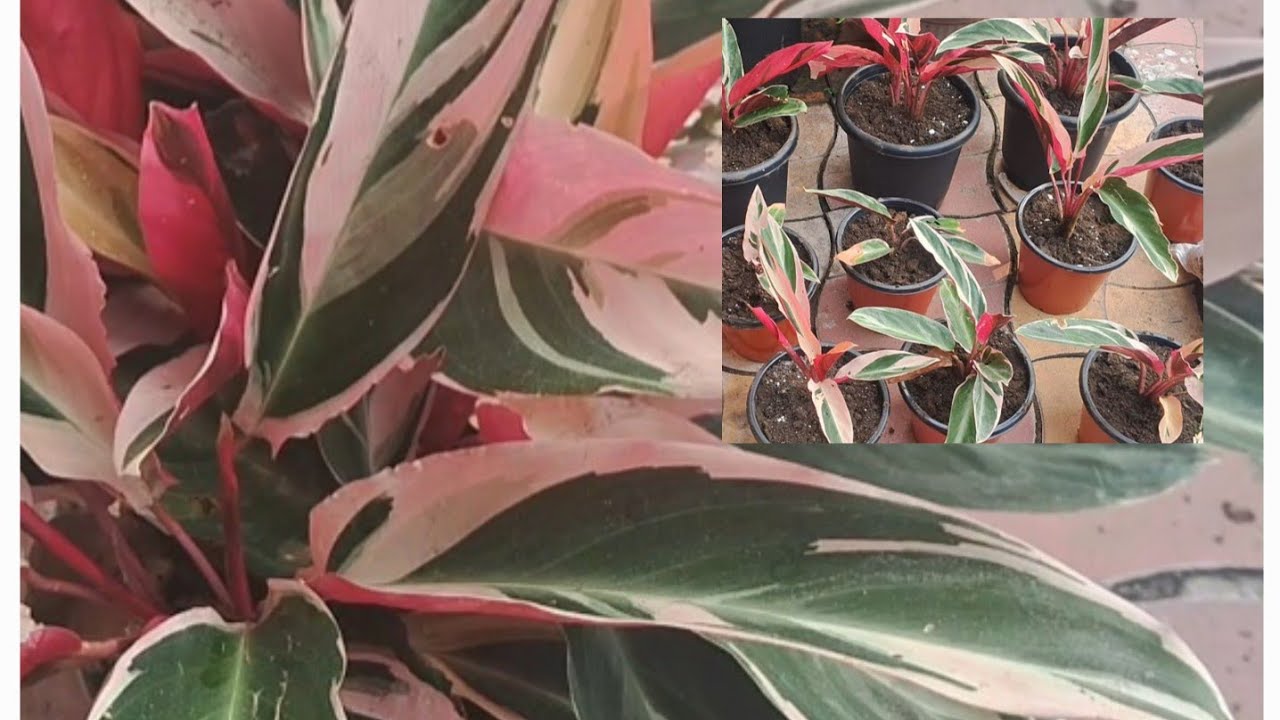 एक पौधे से कैसे बनाएं अनेक पौधे?/Make many plants from a single plant.