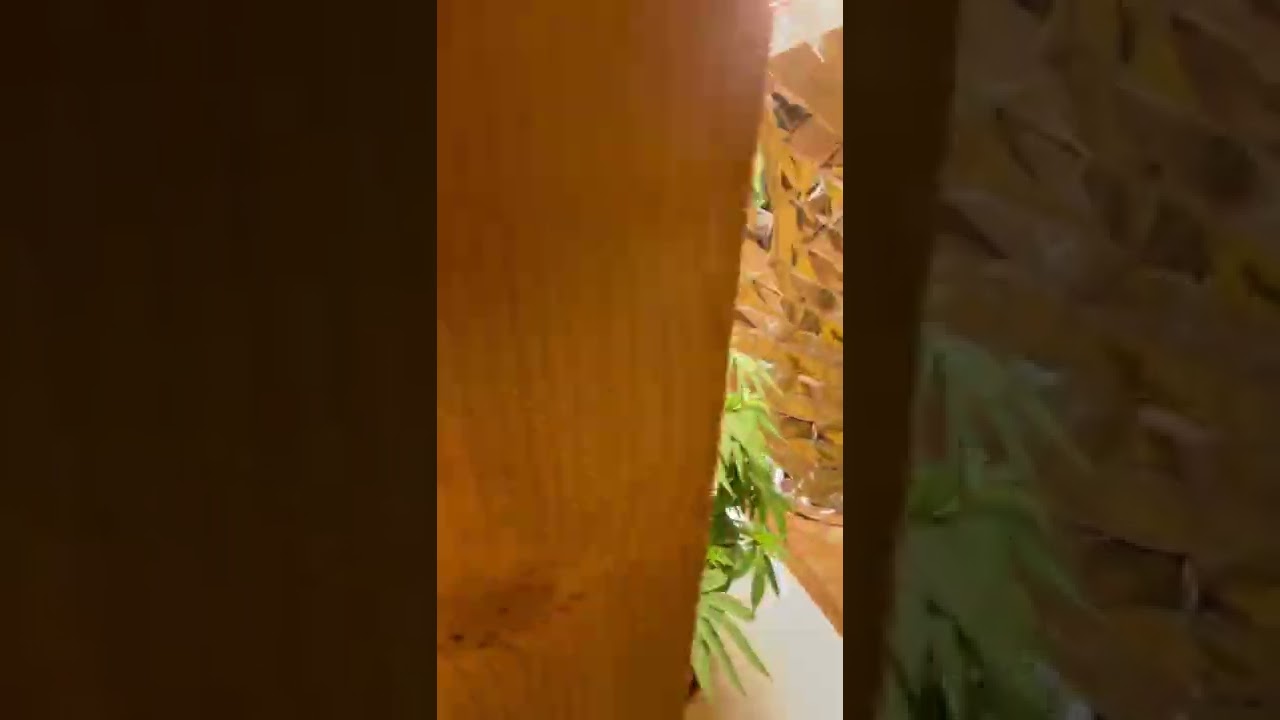 Durban pussy whip by yoda medi seeds