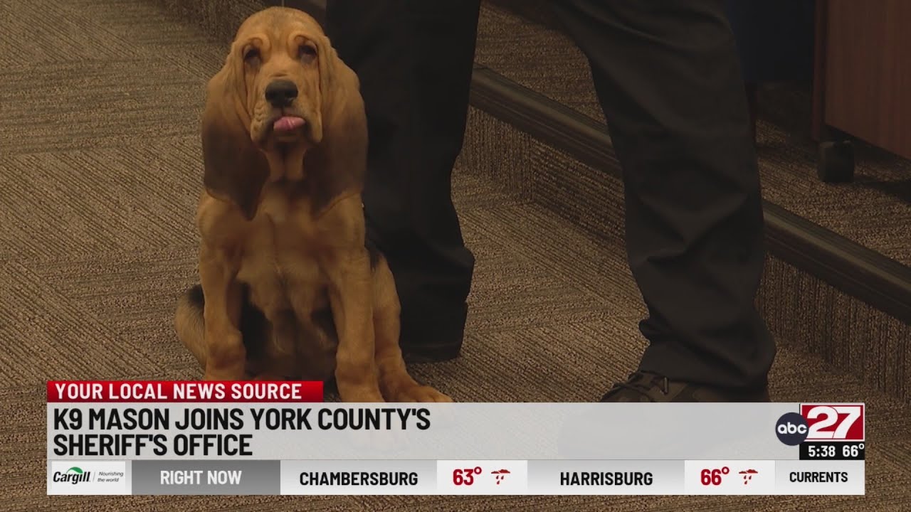 K-9 Mason joins York County Sheriff's Office