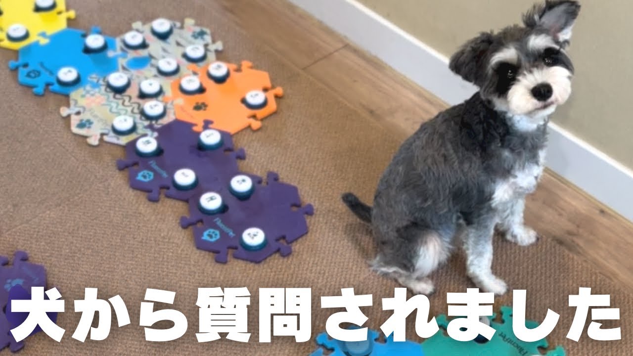 この聞き方 本当に犬でしょうか⁈【しゃべる犬】