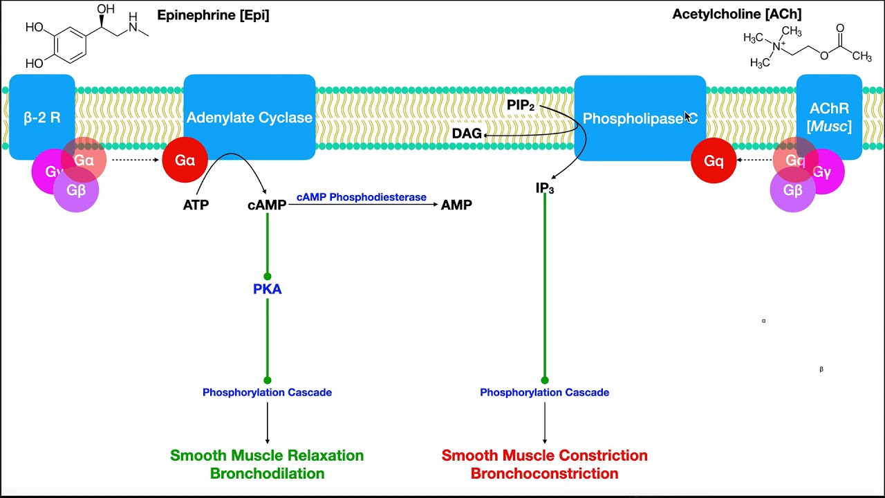 Pulmonary Pharmacology [Part 1] | Sympathomimetics, Anti-muscarinics, & Methylxanthines