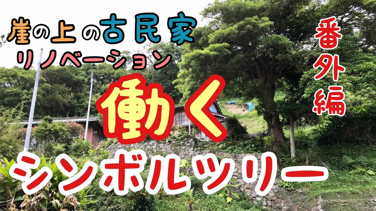 崖の地盤を支える大木【崖の上の古民家リノベーション】番外編！タブの木！