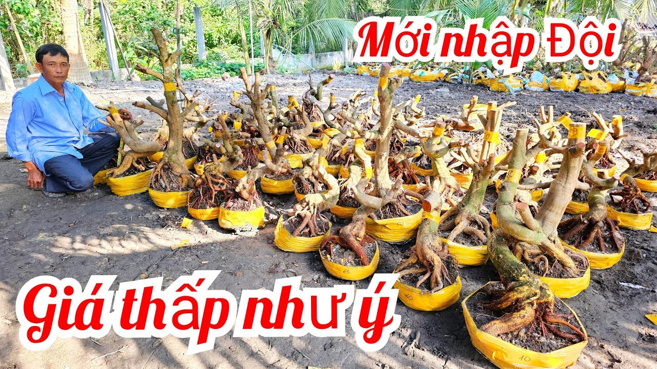 Anh Vũ 📲 0866173290 khui lô mai đế Vip giá rẻ mai Giảo Thủ Đức 3/3 (@MaivàngQuêdừa)