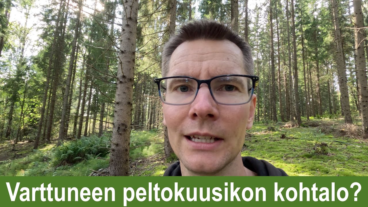 Varttuneen peltokuusikon kohtalo?