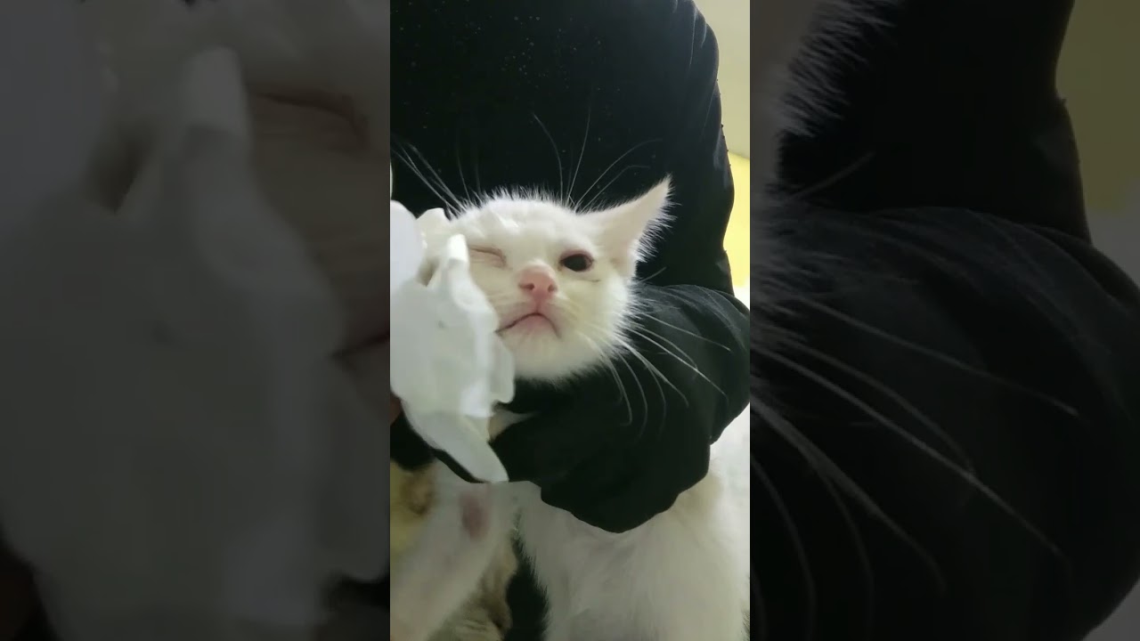 Cara ngobatin kucing sakit flue,ingusan terus🐈