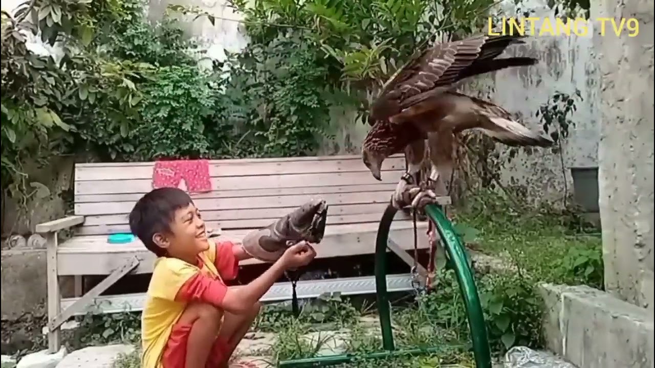 merawat elang dari kecil sampai dewasa || anak kecil indonesia mengadopsi elang terbesar di asia