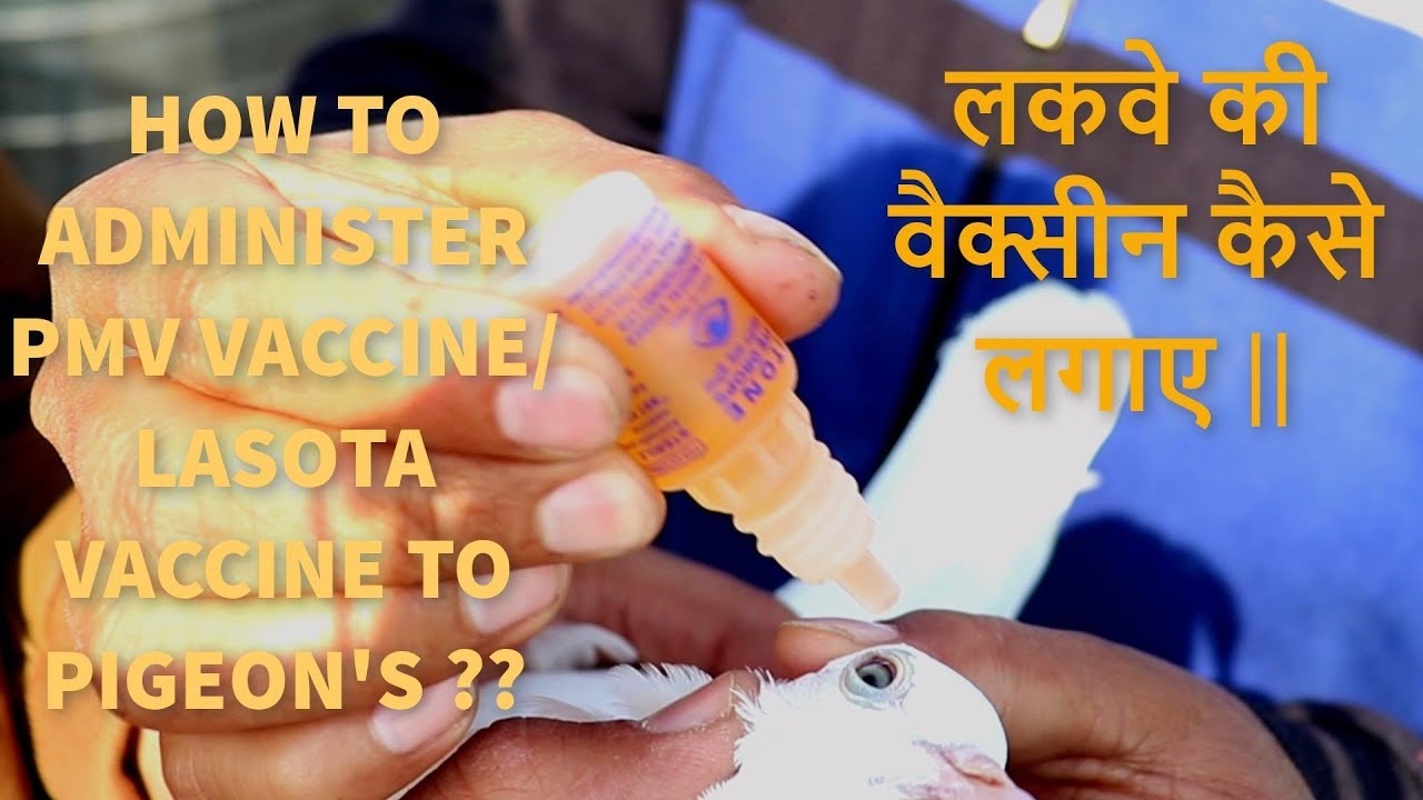 LASOTA VACCINE FOR PIGEON'S || कबूतर को लकवे से कैसे बचाए ??