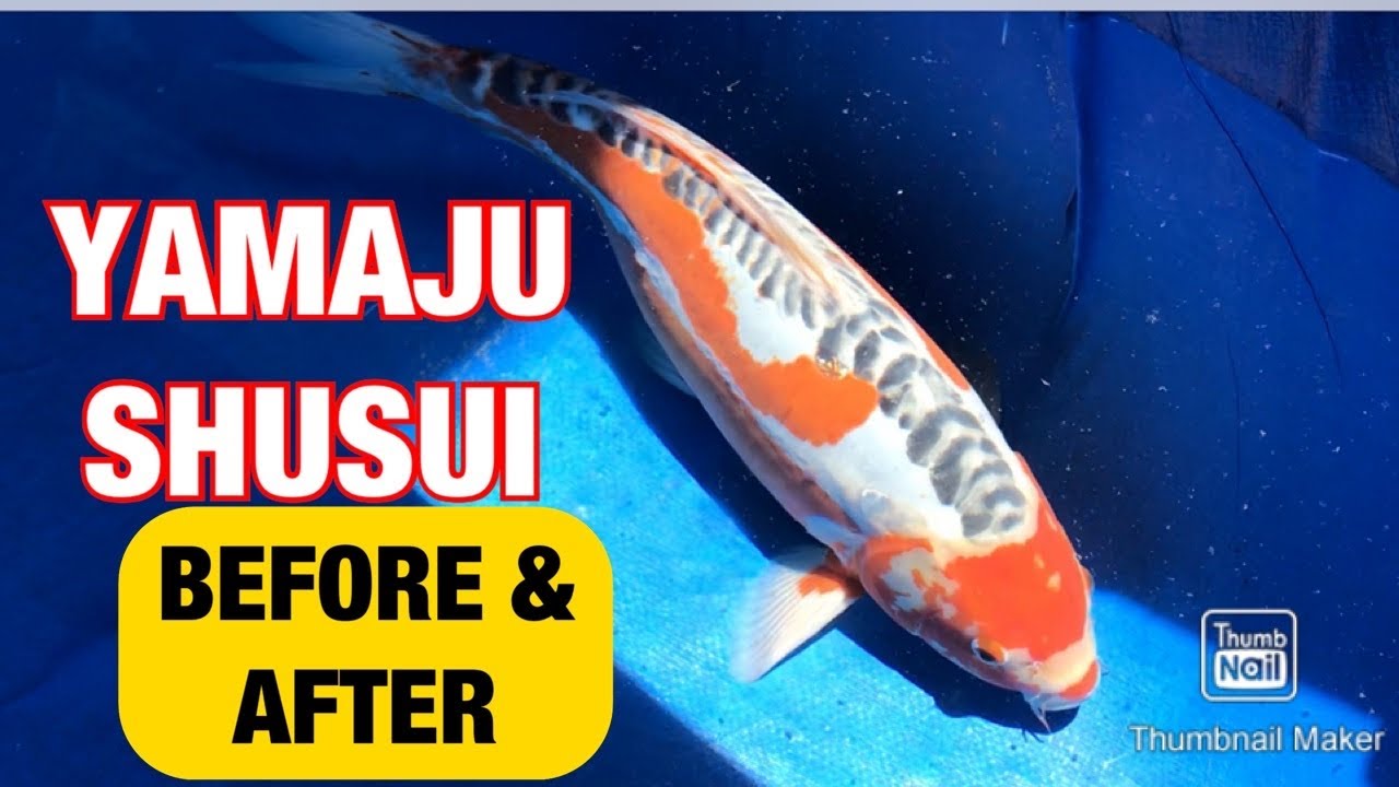YAMAJU SHUSUI KOI FISH: BEFORE & AFTER