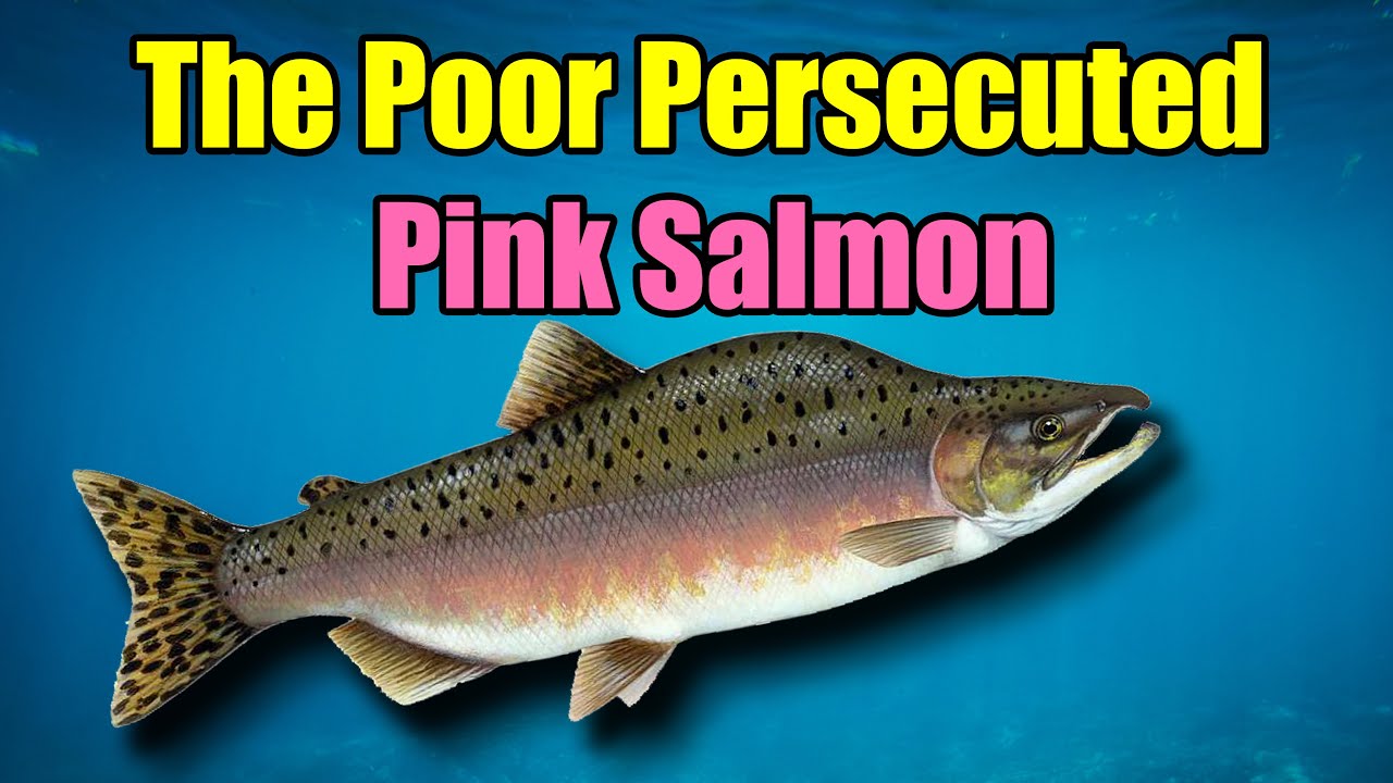 The Poor Persecuted Pink Salmon &ndash; Alaska Fishing