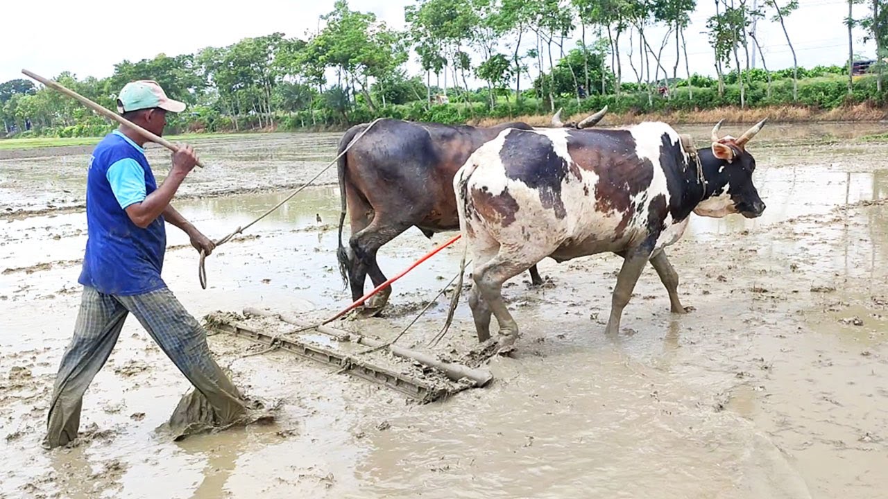 You have leveled the land with cows in knee deep water // Cow Videos  // Village Agriculture