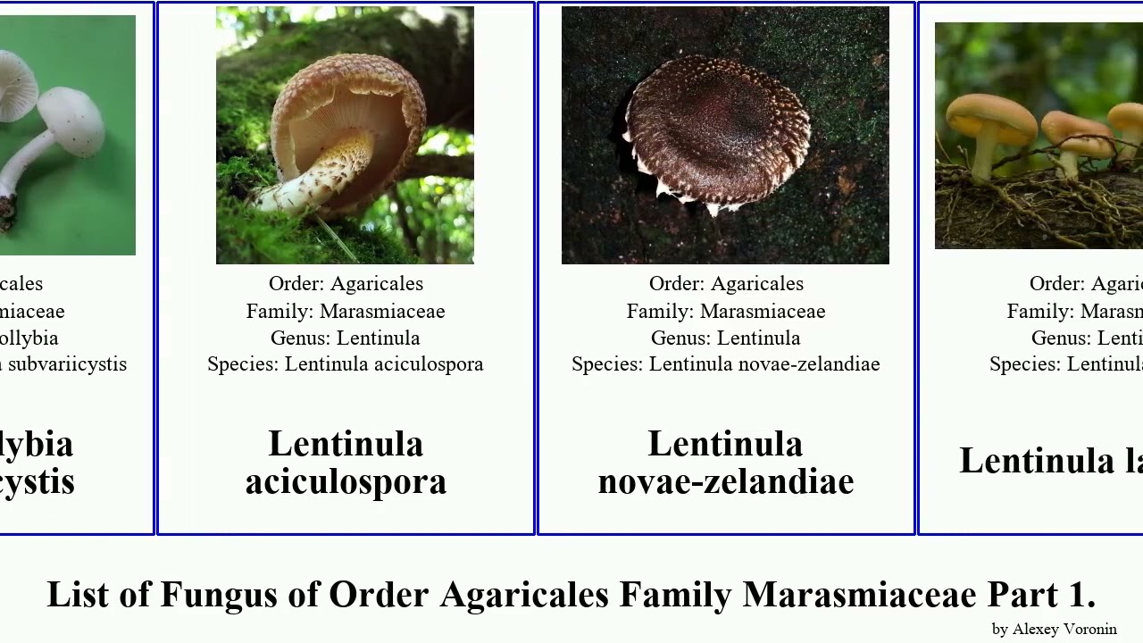List of Fungus of Order Agaricales Family Marasmiaceae Part 1. marasmius marasmiellus clitocybula