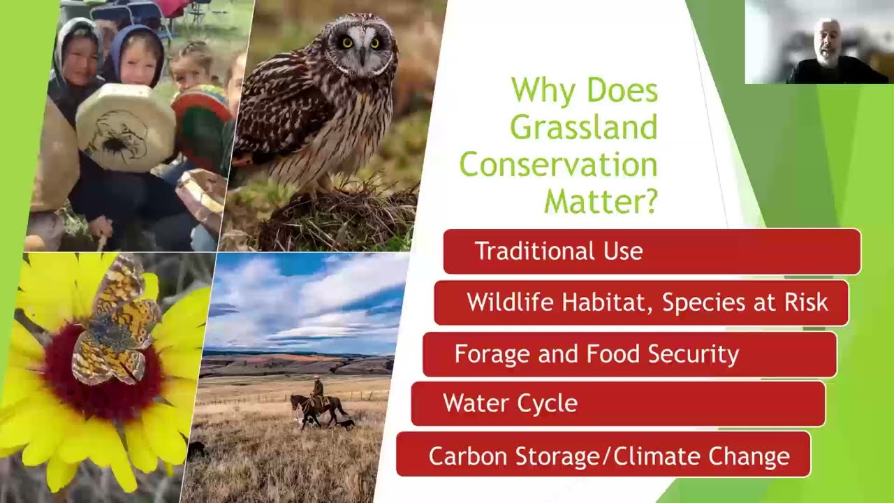 Invasive Species in Agriculture: Impacts of Invasive Plants on B.C. Grasslands