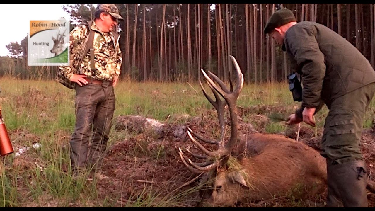 Red stag hunting in Poland with Robin Hood Hunting Agency - Hirschjagd in Polen mit Robin Hood