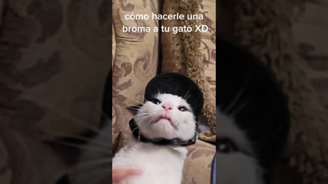 Como hacerle una broma a murcy 👻😈  #comohago #htu #tutorial #gatos #gato #cat #cats #prank #pranks