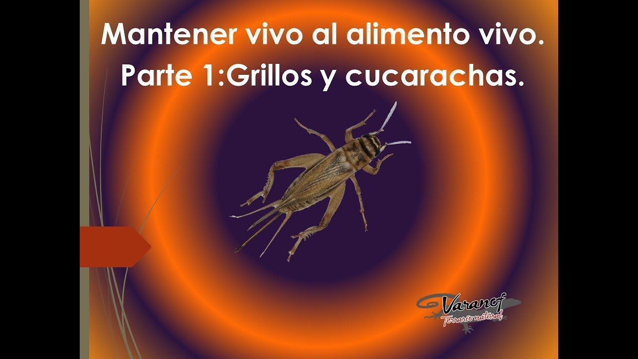 Manteniendo vivo al alimento vivo. Parte 1 Grillos y cucarachas. Evitar que se nos mueran.
