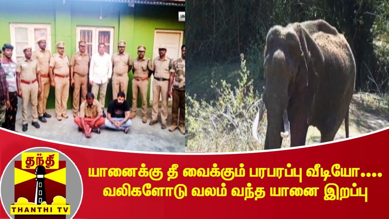 யானைக்கு தீ வைக்கும் பரபரப்பு வீடியோ.... வலிகளோடு வலம் வந்த யானை இறப்பு