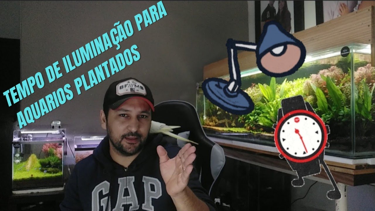 Qual o tempo de iluminação em aquário plantada 🤔🤔🤔 #aquarioplantado