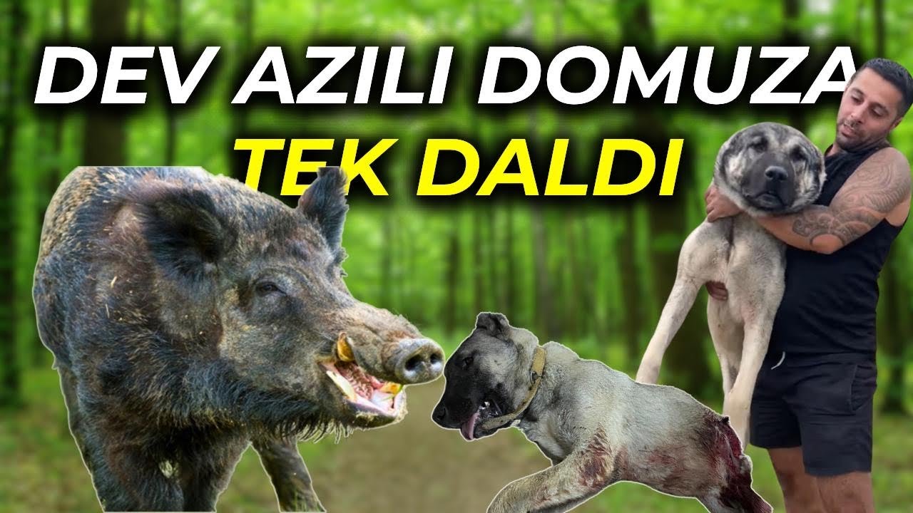 HAYDUT OĞLU MİRZAYI DOMUZ YARMIŞ DURUMU AĞIR