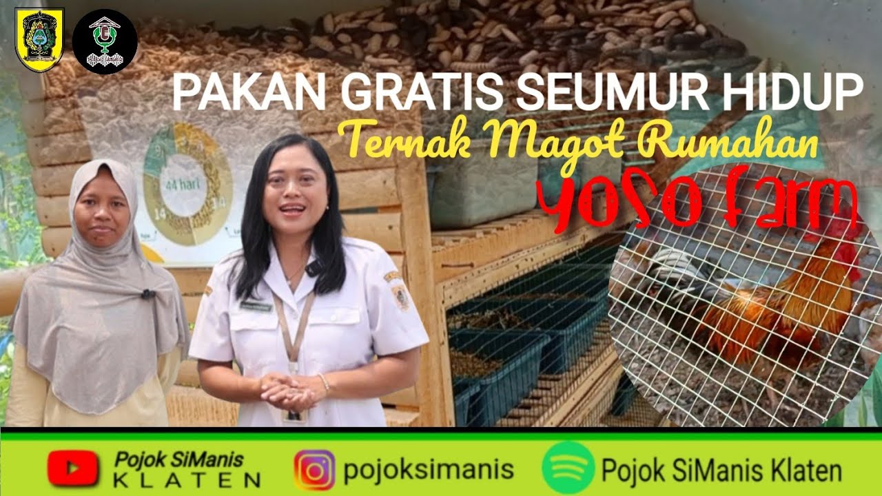 Yoso Farm || CARA TERNAK AYAM PAKAN GERATIS SEUMUR HIDUP || Ternak Magot Rumahan #yosofarm