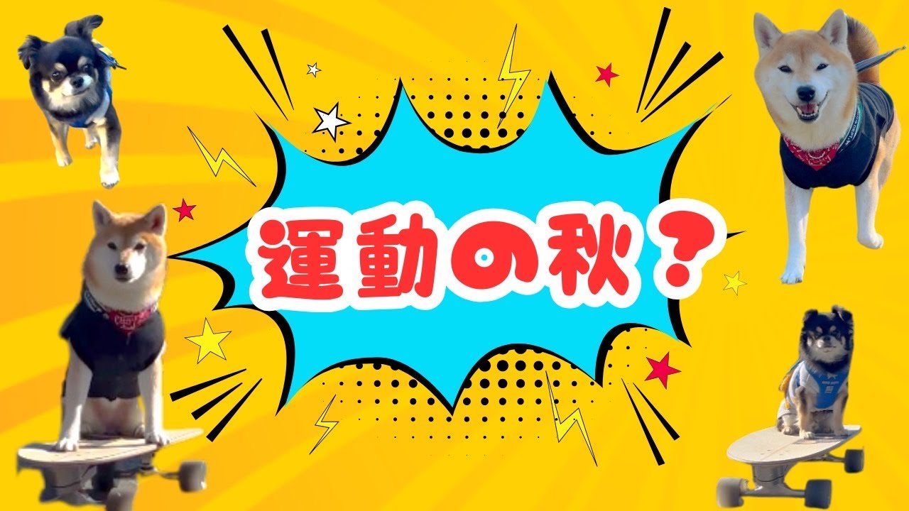 ポンチビ 運動の秋♪