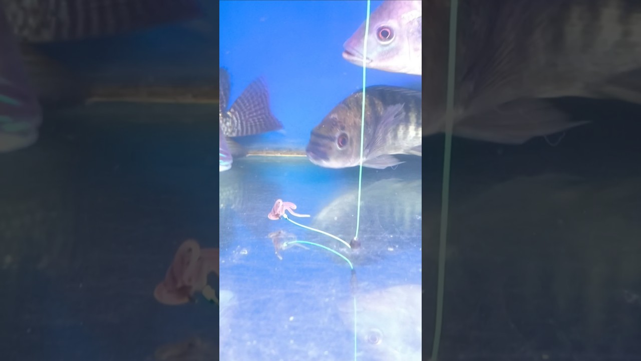 Cara Ikan Nila Makan Umpan Cacing #shorts #fishing #mancing