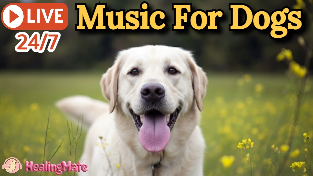 🔴Dog Music🎵🐶Calming Music for Dogs💖Separation Anxiety Relief🦮Music to Help Dogs Sleep🔴12