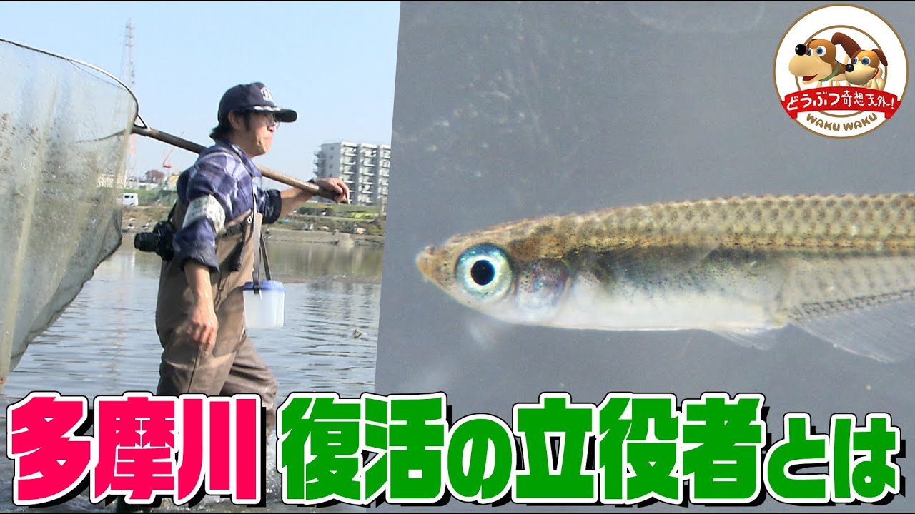 「死の川」とまで言われた多摩川が復活できた理由とは？大都会に出現したまさかの湧き水 下流で見つけた意外な魚【どうぶつ奇想天外／WAKUWAKU】