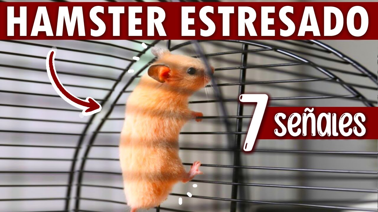 ¿Cómo saber si mi HAMSTER está ESTRESADO? - 7 SEÑALES DE ESTRES