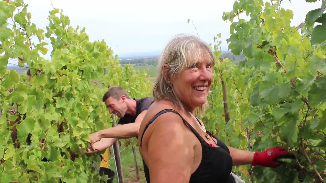 Vendanges d'une parcelle de riesling sur le Grand Cru Kaefferkopf