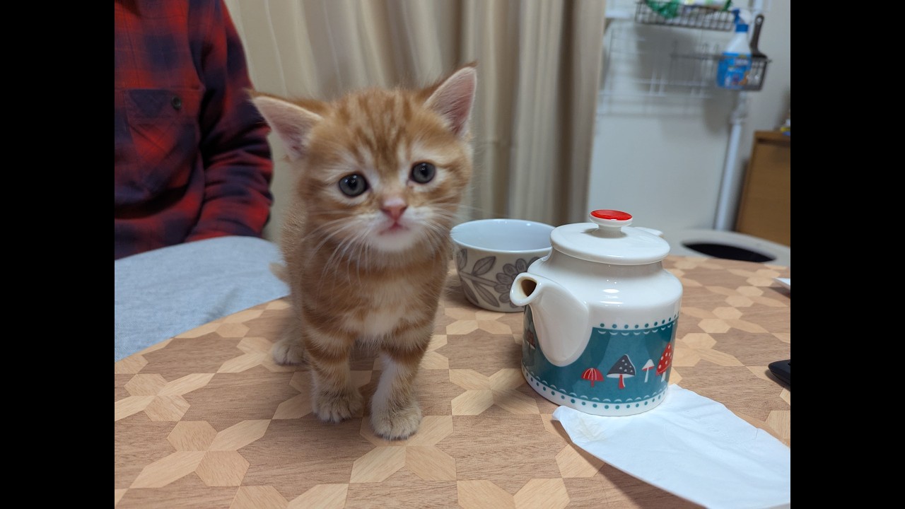 ライムの成長動画（横長）#kitten #子猫 #cat #猫 #cute #可愛い