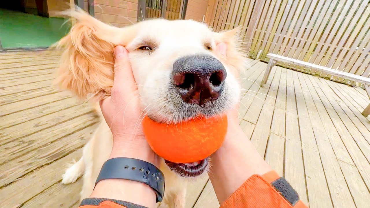 1個1000円の高級みかんを一口でいっちゃう犬。