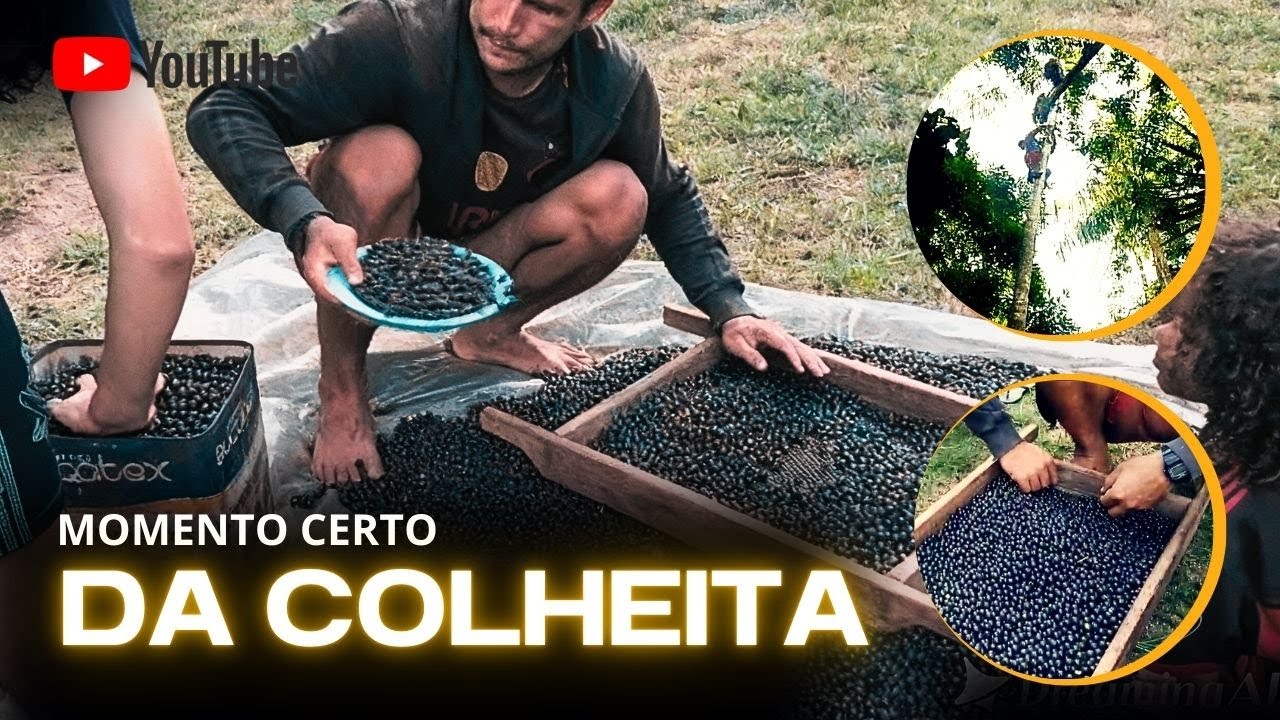 Colheita de AÇAÍ NAS ALTURAS na Floresta Amazônia